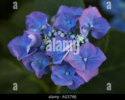Hydrangea macrophylla Stockfoto