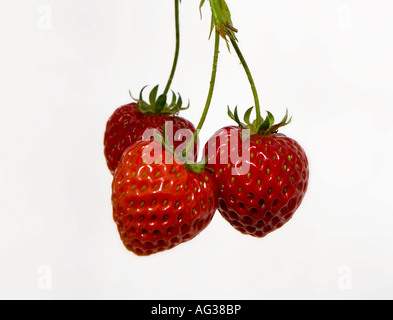 Drei Erdbeeren mit Stielen befestigt Schuss vor einem weißen Hintergrund Stockfoto