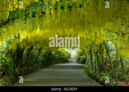 Laburnum Arch at Bodnant Gardens near Llandudno Gwynedd North Wales GB UK Europe Laburnum anagyroides Stockfoto