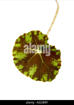 Nahaufnahme eines Blattes Varigated aus eine exotische Zimmerpflanze Stockfoto