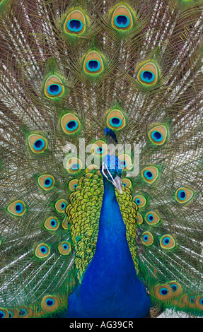 Männlicher Pfau in volle Anzeige Schwanzfedern Stockfoto