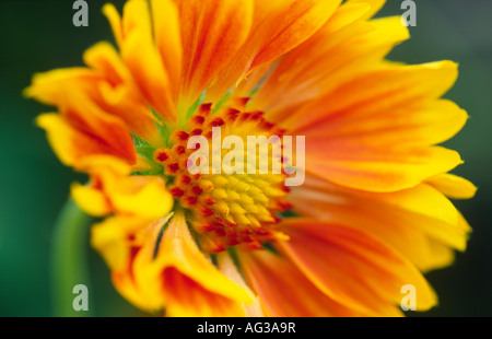 Die schöne Blüte von Gaillardia St Clements Decke Blume im Garten Scotland UK Stockfoto