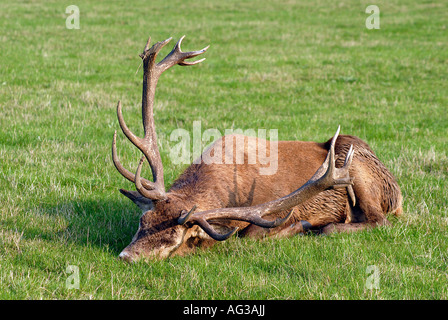 Ruhen Sie sich nach der jährlichen Brunftzeit Rotwild Hirsch Stockfoto