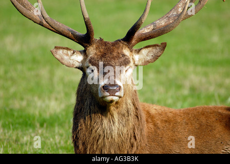 Ruhen Sie sich nach der jährlichen Brunftzeit Rotwild Hirsch Stockfoto