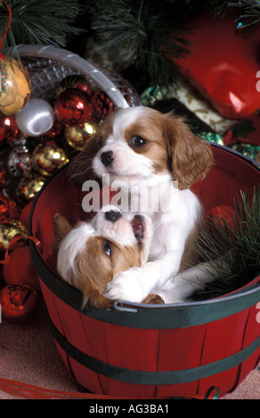 Zwei verspielte Blenheims Cavalier King Charles Spaniel Welpen zu Weihnachten Stockfoto