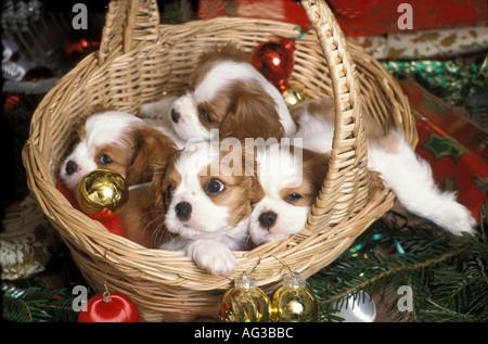 Ein Wurf von Sleepy Blenheim Cavalier King Charles Spaniel Welpen im Weidenkorb zu Weihnachten. Stockfoto