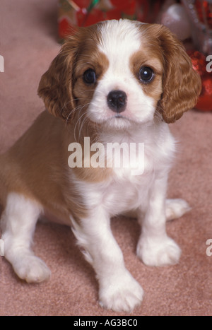 Eine niedliche kleine Blenheim Cavalier King Charles Spaniel warten einige Spielkameraden Stockfoto