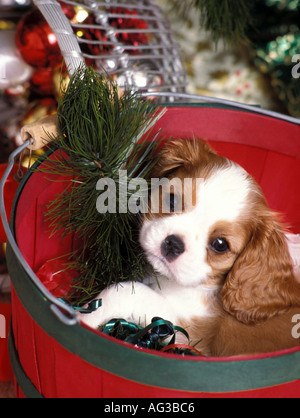 Süße kleine Blenheim Cavalier King Charles Spaniel posiert in Weihnachten Schaufel Stockfoto
