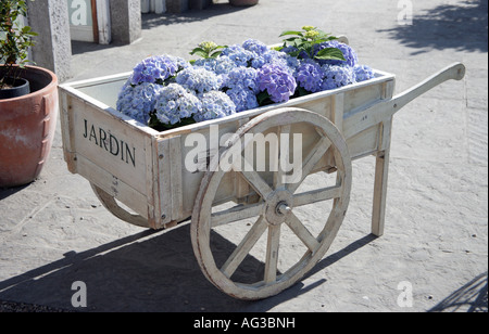 dekorative Schubkarre mit blauen Hortensien Avoca speichern Burnratty County Clare Stockfoto