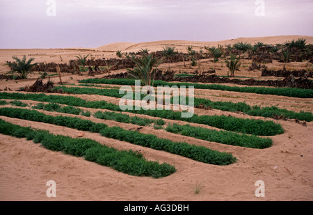 Algerien El Oued Gartenarbeit im sand Stockfoto