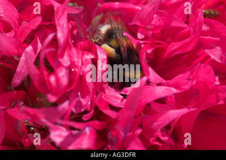 Buff tailed Bumble Bee Bombus Terrestris ernähren sich von Mohn Blüte Papaver spp Stockfoto