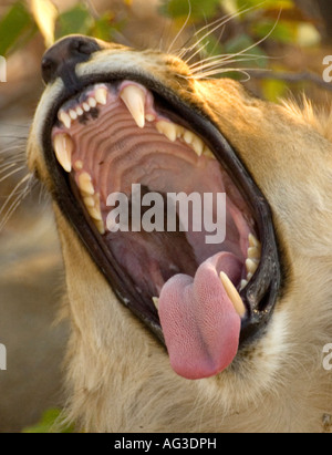 Mündung des männlichen Löwen, Etosha Nationalpark, Namibia Stockfoto