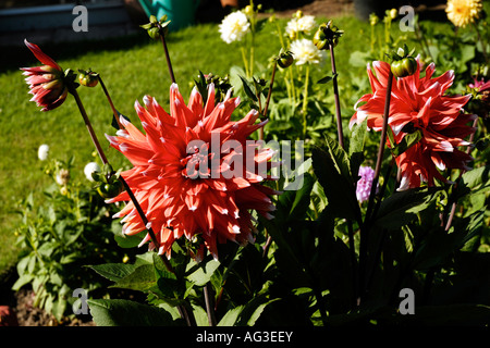 Garten Blumen in voller Blüte Stockfoto