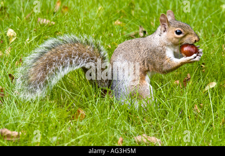 Eine graue Eichhörnchen Essen eine Kastanie Stockfoto