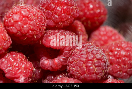Red Raspberries A close up shot of a jumble of fresh plump red ripe raspberries Ottawa Ontario Canada Stockfoto