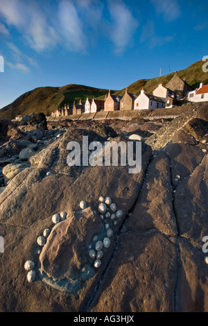 Das malerische Dorf Crovie ist ca. 10 km östlich von Macduff an der Nordküste von Aberdeenshire. Es ist eine einzelne Zeile von Hütten am Fuße der steilen grasigen hängen. Viele der Häuser haben Notausgänge von Heckscheiben im Obergeschoss, für den Fall, dass ein heftiger Sturm zwingt Evakuierung den Hügel hinauf. Viele der Häuser dienen heute als Ferienhäuser. Stockfoto