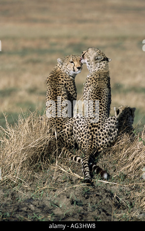 Zoologie/Tiere, Säugetiere, Säugetier/Gepard, (Acinonyx jubatus), Geparden (weiblich mit zwo Pups) in Gras, Masai Mara National Park, Kenia, Verbreitung: Afrika, Additional-Rights - Clearance-Info - Not-Available Stockfoto