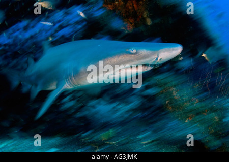 Sand Tiger Shark (Carcharias Taurus) auf das Wrack der Schurz in den Outer Banks von North Carolina. Stockfoto