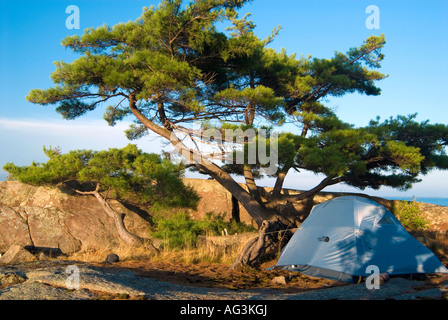 Zelt unter der Weymouthskiefer auf Green Island Nerz Inselgruppe am Georgian Bay Ontario Stockfoto