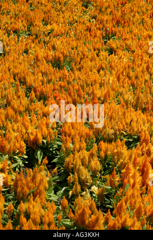 Celosia gelbe Reihe von Blumen gesehen bei Flower Fair in Chiriqui Provinz Panama Boquete s Stockfoto