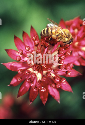 Astrantia große Hadspen Blood mit Honigbiene Wisley Royal Horticultural Gärten Surrey England Stockfoto