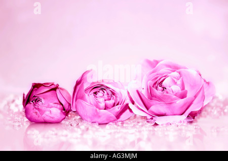 Ausrichtung der drei Rosa Rosen Stockfoto