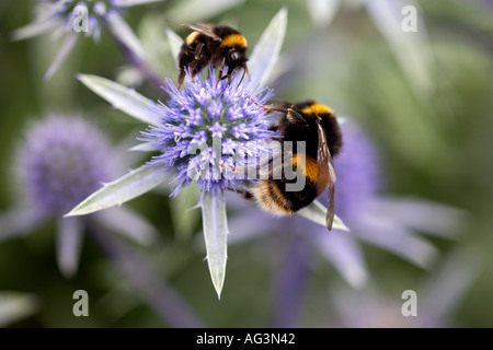 Erygium Tripartitum mit zwei Hummeln besuchen Wisley RHS Gärten Surrey England Stockfoto