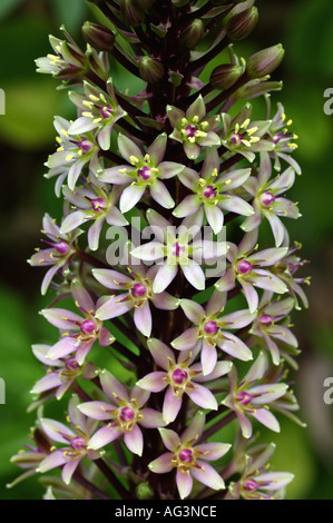 Eucomis Comosa Sparkling Burgundy Wisley Royal Horticultural Gärten Surrey England Stockfoto