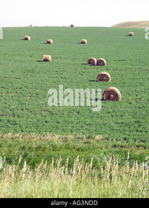 Runde Heuballen Stockfoto