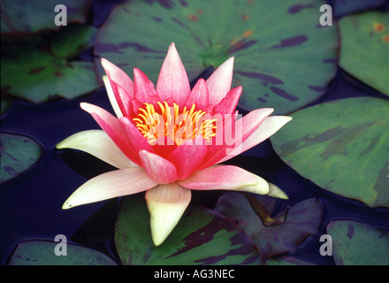 Nymphaea Tulipformi Stockfoto