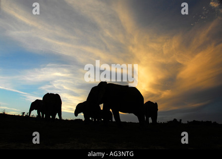 Silhouette der Elefantenfamilie Skyline nach Sonnenuntergang, Addo Elephant National Park, Südafrika Stockfoto