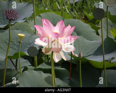 Nelumbo nucifera, auch als Indischer Lotus zeigt vollen Zyklus der Knospe Blume und seedheads verbracht und fruchtbaren mit Blätter und Stängel bekannt Stockfoto