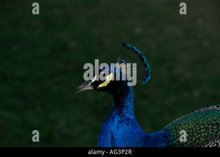 Nahaufnahme des männlichen Pfau Kopf mit leuchtend blauen und grünen Federn Stockfoto