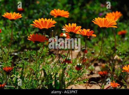 Nahaufnahme der hellen orange Gänseblümchen Schuss von unterhalb. Vredendal, Namaqualand, Südafrika Stockfoto