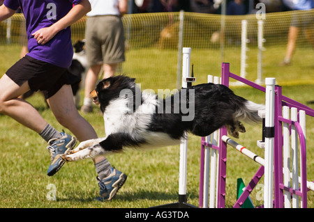 Shetland Sheepdog mit Handler springen Hindernis auf Agility Kurs Corydon Indiana Stockfoto