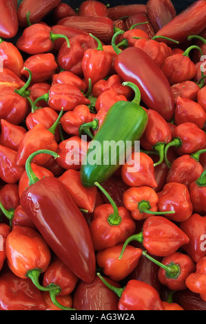 Habanero und Jalapeno Chili Peppers Stockfoto