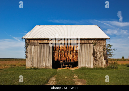 Tabak Trocknung In Scheune auf kleinen Bauernhof Ripley County Indiana Stockfoto