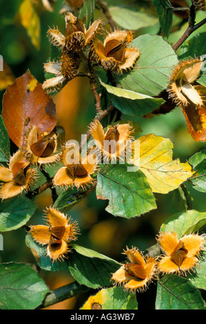 Fagus sylvatica Stockfoto