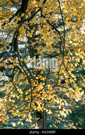 Fagus Sylvatica Herbstfärbung Stockfoto