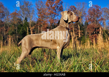 Weimaraner AKC Jagd Test Boiling Springs Kentucky Stockfoto