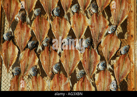 Stapel von Makrelen Fische öffnen und hing zum Trocknen in der Sonne am Strand in der Stadt von Nazare in Silber Küste Costa de Prata, Portugal Stockfoto