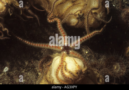 Gemeinsamen Schlangenstern. Britische Marine Leben. Bild unter Wasser. UK Tauchen Stockfoto