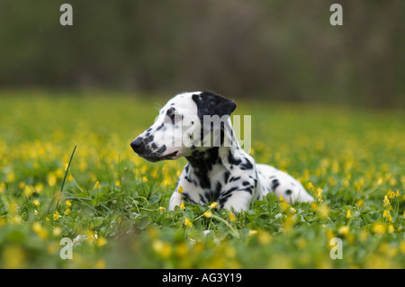 Dalmatiner Welpen liegen inmitten von gelben Blüten Stockfoto