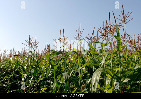 Maisfeld Cheshire UK Stockfoto
