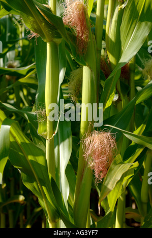 Maisfeld Cheshire UK Stockfoto