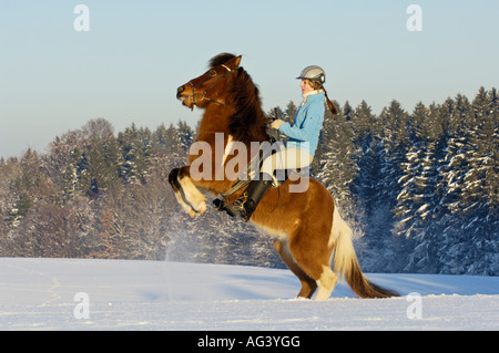 Junge Reiter auf der Rückseite eine Aufzucht "Islandpferd" im winter Stockfoto