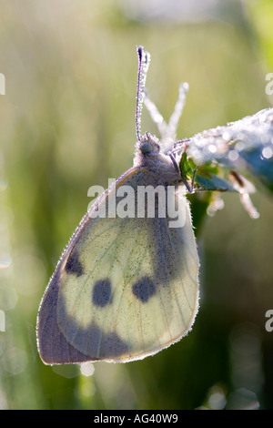 Pieris Brassicae. Großer weißer Schmetterling bedeckt in Tau auf einem Stiel Rasen. Stockfoto