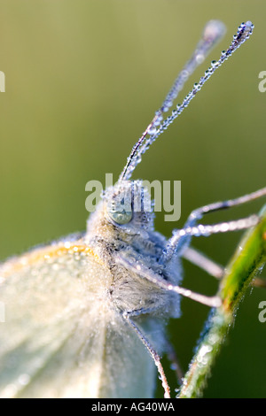 Pieris Brassicae. Großer weißer Schmetterling bedeckt in Tau auf einem Stiel Rasen. Stockfoto