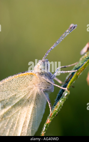 Pieris Brassicae. Großer weißer Schmetterling bedeckt in Tau auf einem Stiel Rasen. Stockfoto