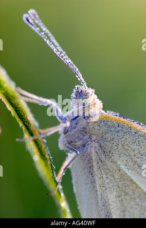 Pieris Brassicae. Großer weißer Schmetterling bedeckt in Tau auf einem Stiel Rasen. Stockfoto